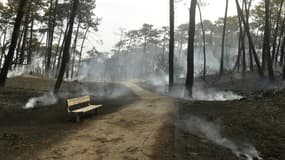 La forêt de Chiberta à Anglet, détruite par le feu, le 31 juillet 2020