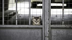 Un chat enfermé dans un garage (photo d'illustration)
