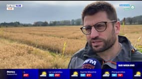 Camargue: une nouvelle variété de riz en développement