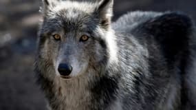 Le nombre de loups présents en France cette année est "clairement sous-évalué" par les autorités.