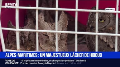 "C'est vraiment la plus grande récompense": des hiboux retrouvent leur habitat naturel grâce à ce centre de soins des Alpes-Maritimes