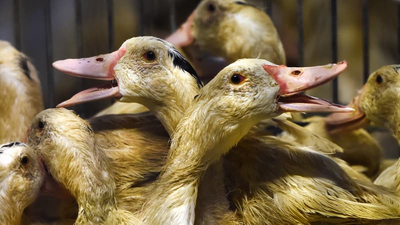 Des canards mulards dans un élevage destiné à la production de foie gras, à Pouillon, dans les Landes, le 6 septembre 2022.