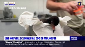 Haut-Rhin: une nouvelle clinique vétérinaire équipe le zoo de Mulhouse