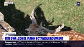 Lyon: le zoo et le jardin botanique du parc de la Tête d'Or rouvrent ce samedi