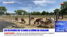 Bouches-du-Rhône: les éleveurs en difficulté avec le dôme de chaleur