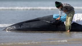 Une baleine échouée sur une plage de Ploéven 