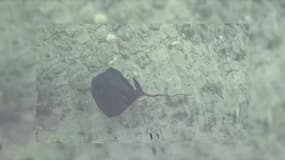Une raie pastenague observée dans la piscine naturelle du Vallon des Auffes au centre-ville de Marseille, le 25 août 2025.