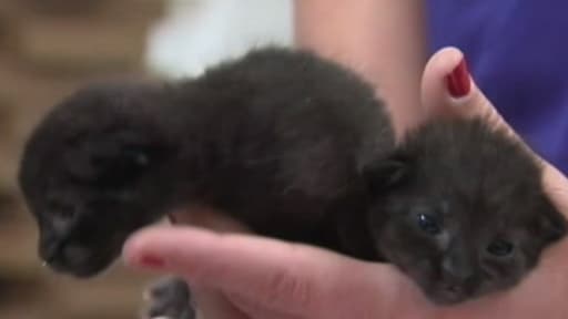 Deux chatons finalement baptisés Mouse et Wifi ont été postés et retrouvés dans un colis.