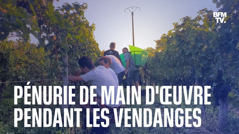 Dans le Bordelais, les vignerons s'organisent face à la pénurie de main d'oeuvre pour les vendanges