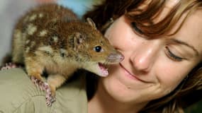 Des scientifiques dressent actuellement un marsupial d’Australie, le dasyure, pour lui apprendre à éviter de manger les crapauds buffles toxiques.