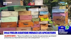 Alpes-de-Haute-Provence: des apiculteurs menacés par les frelons asiatiques