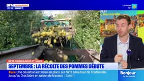BFM Normandie et vous: la récolte des pommes a débuté depuis septembre