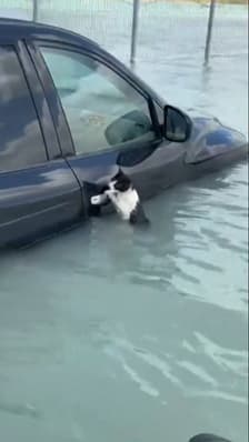 Inondations à Dubaï: un chat s'accroche à la portière d'une voiture pour éviter la noyade