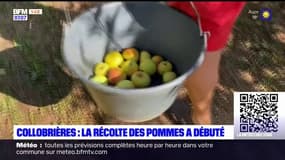 Collobrières: la récolte des pommes a débuté