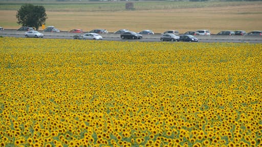 Champ de tournesol et autoroute A7 dans la Vienne le 28 juillet 2012.