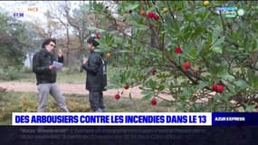 Massif de la Sainte-Baume: l'arbousier, cet arbre fruitier qui aide à lutter contre les incendies