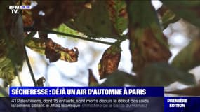 À cause de la sécheresse cet été, Paris prend déjà un air d’automne