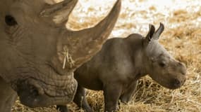 Rami, un bébé rhinocéros de deux semaines né au parc zoologique de Ramat Gan, le 6 février 2017