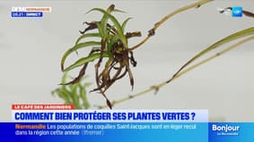 Le Café des Jardiniers: comment bien protéger ses plantes vertes?