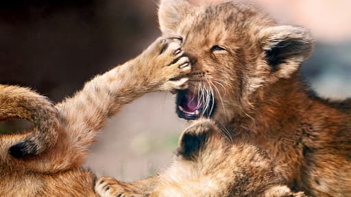 Les lionceaux ont été retrouvés au domicile des voleurs (illustration).