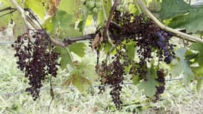 Le mildiou est un champignon qui assèche le raisin qui ne peut ensuite plus donner de jus