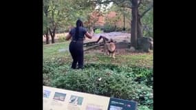New York: Une femme s'introduit dans l'enclos d'un lion au zoo du Bronx 