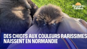 Des dogues du Tibet aux couleurs rarissimes naissent en Normandie