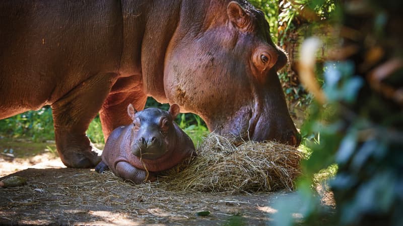 Le bébé hippopotame mâle, né le 8 juin 2018 au zoo de La Flèche, dans la Sarthe.