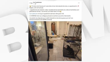 Publication de l'association Les 4 pattounes du 14 mai 2024 concernant la découverte d'animaux abandonnés dans un appartement à Blagnac