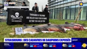 Strasbourg: des cadavres de dauphins exposés devant le parlement européen