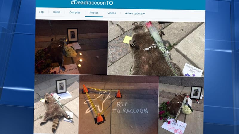 Sur Twitter, les internautes ont posté de nombreuses photos de "Conrad", avec le hashtag #DeadraccoonTO.