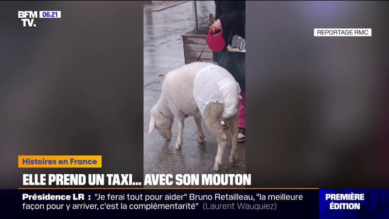 Une touriste polonaise a relié Nancy à Paris en taxi avec son compagnon de voyage: un mouton