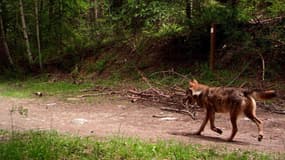 Un loup aperçu et photographié par des lieutenants de louveterie des Hautes-Alpes.