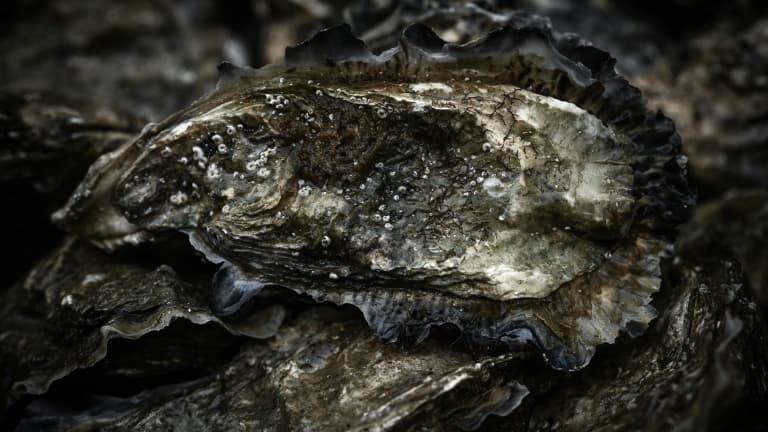 Les coquillages issus du bassin d'Arcachon étaient interdits à la vente depuis la fin de l'année.