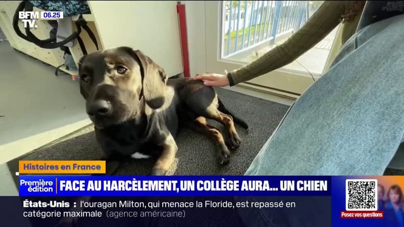 Un collège de Charente-Maritime adopte un chien pour lutter contre le harcèlement et le décrochage scolaire