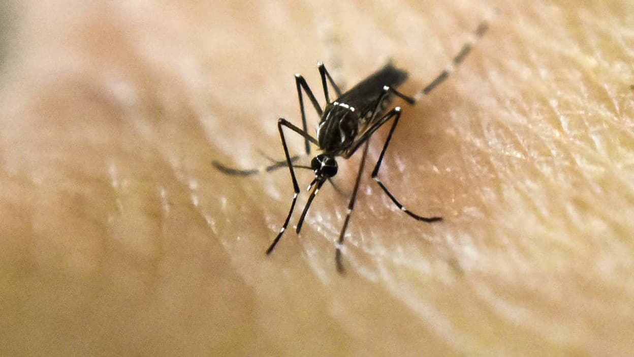 The number of dengue fever cases imported into France has broken the record reached in 2023