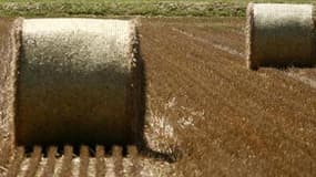 Sécheresse et manque de fourrage obligent, éleveurs et agriculteurs en France se tournent vers les petites annonces pour s'échanger quelques tonnes de bottes de paille devenues précieuses. /Photo d'archives/REUTERS/Stefano Rellandini