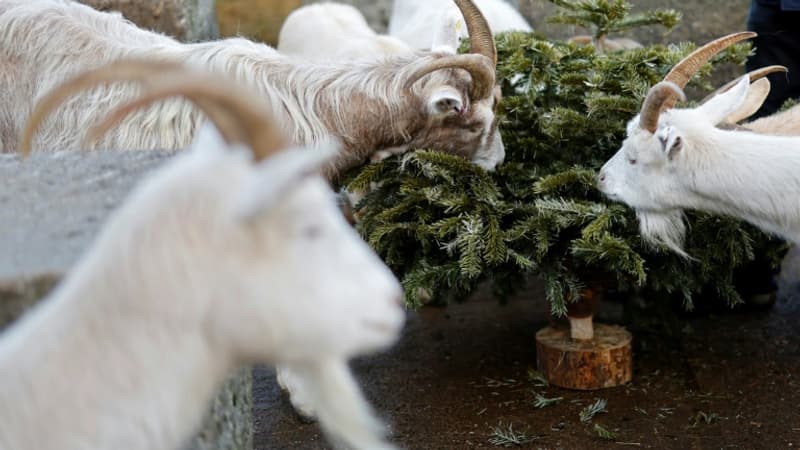Tisane, compost, décorations... Que faire de son sapin de Noël après les fêtes?
