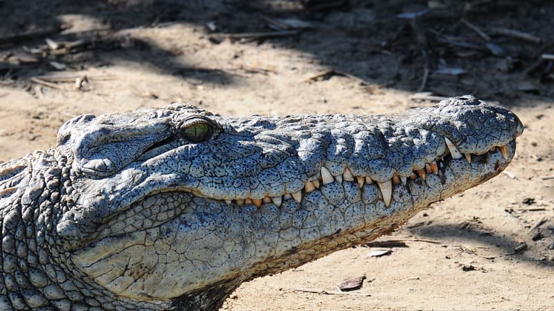 En 1984, un crocodile a été découvert dans les égouts de Paris.