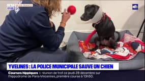 Yvelines: la police sauve et adopte un chien abandonné
