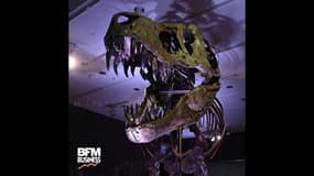  Estimé entre 5 et 7 millions d'euros, ce squelette de T-Rex mis aux enchères à New York pourrait battre le record en la matière 