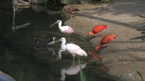 Des oiseaux du parc de Villars-les-Dombes.