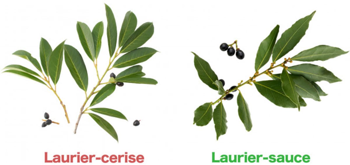 Rappel chez Lidl de pots de lauriers toxiques