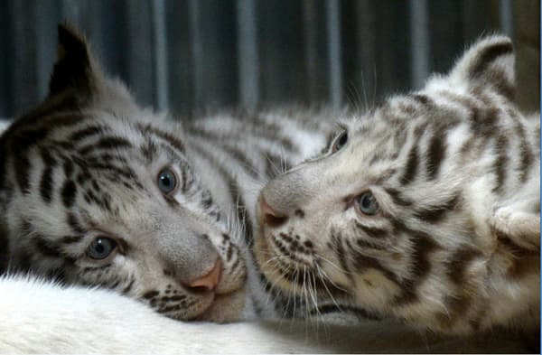 Ils sont les deux survivants d'une portée de quatre bébés tigres blancs