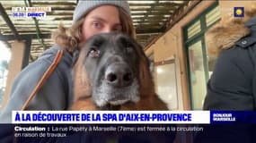 Aix-en-Provence: après les fêtes de fin d'année, la SPA fait le plein