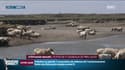 "Sentiers d’été": les agneaux de prés-salés sont élevés sur le GR223 