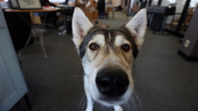 La mairie de Paris veut permettre à ses agents de travailler avec leur animal.