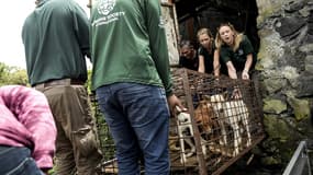 Des chiens secourus au marché de Tomohon par des associations de protection animale