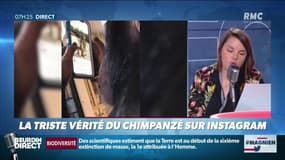 #Magnien: l'image "mignonne" d'un chimpanzé sur Instagram qui cache une vérité tout autre 