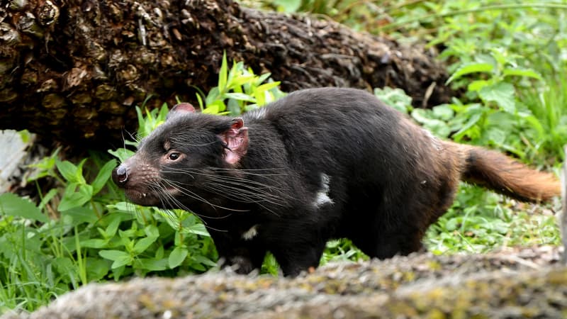 Un diable de Tasmanie dans le parc animalier de Brugelette, en Belgique, le 15 août 2019